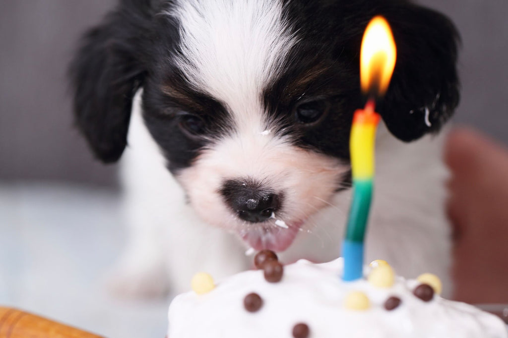 Dog eating a sweet cake 