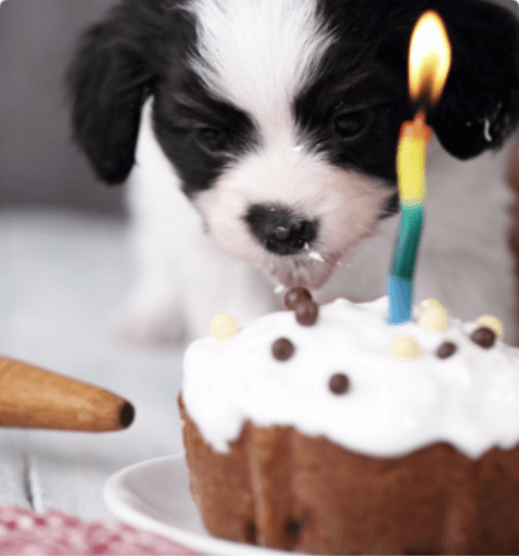 Dog eating a sweet cake 